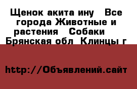 Щенок акита ину - Все города Животные и растения » Собаки   . Брянская обл.,Клинцы г.